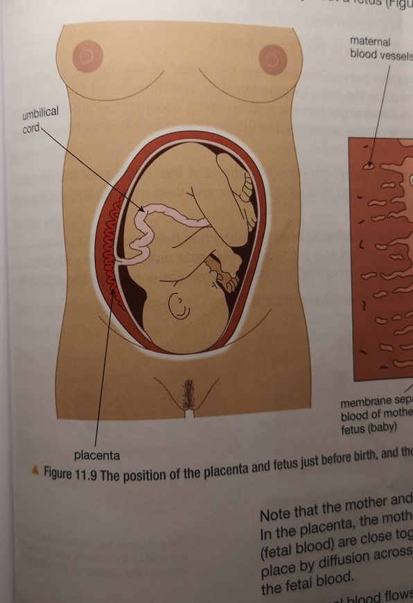 Exclusive Outrage Over Porn Film Pubic Hair In Gcse Textbook