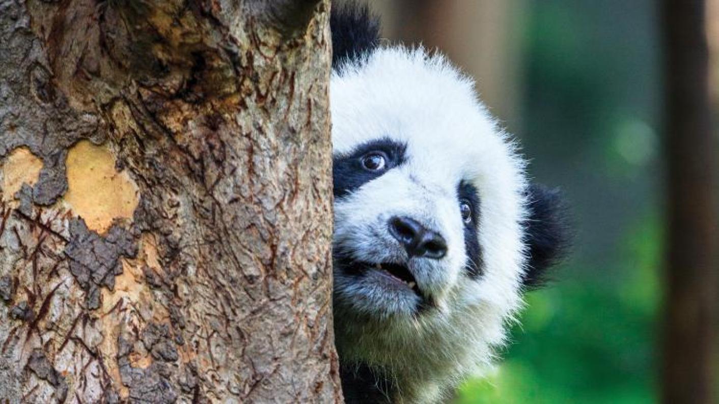 'Killing pandas is the secret to cutting college red tape' | Tes News